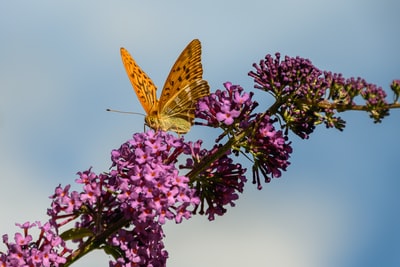 棕蝶栖息在粉红色的花朵在近距离摄影白天
